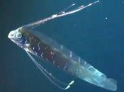 Voici plus grand Regalecidae poisson ruban) jamais filmé