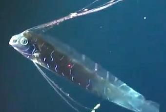Voici le plus grand Regalecidae (ou poisson ruban) jamais filmé | À  Découvrir
