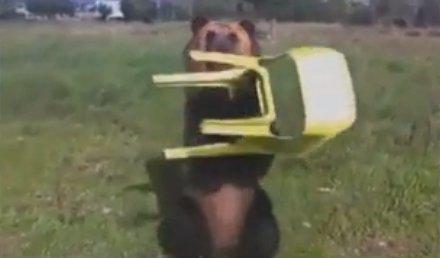 Cet ours peut aussi jongler avec une chaise