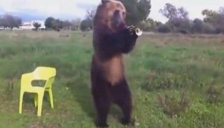 Cet ours peut jouer de la trompette