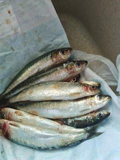 mon barbecue et mes sardines grillées