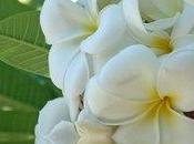 Idées sucrées pour parfums d’été