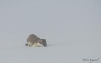 Dans le brouillard du matin, l'hermine s'approche du photographe à pas feutrés….