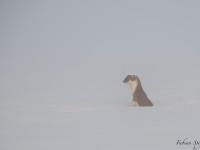 Hermine à la sortie de son trou dans le brouillard du matin…