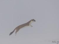 Hermine en pleine séance de chasse dans le brouillard printanier…