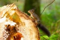 Ecureuil-roux-sur-une-souche