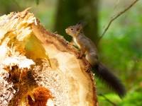 Ecureuil roux jouant sur une souche dans la vallée de la Brévine…