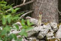 Hermine à l'affût sur un mur de pierres sèches du Val-de-Travers