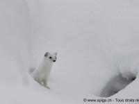 Hermine postée à la sortie d’une galerie de neige…