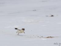 Hermine en pleine mue chassant sur la neige printanière…