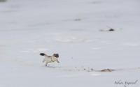 Hermine en chasse sur la neige...