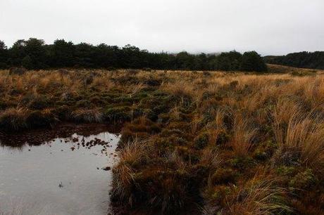 Nouvelle Zélande - Tongariri national parc - Les lubies de louise (3 sur 25)