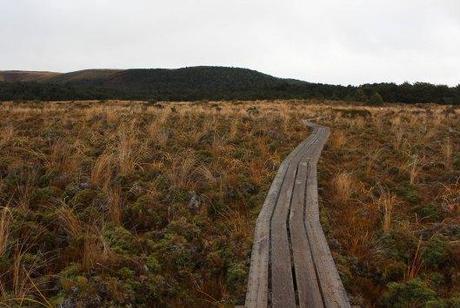 Nouvelle Zélande - Tongariri national parc - Les lubies de louise (2 sur 25)