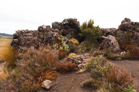 Nouvelle Zélande - Tongariri national parc - Les lubies de louise (16 sur 25)