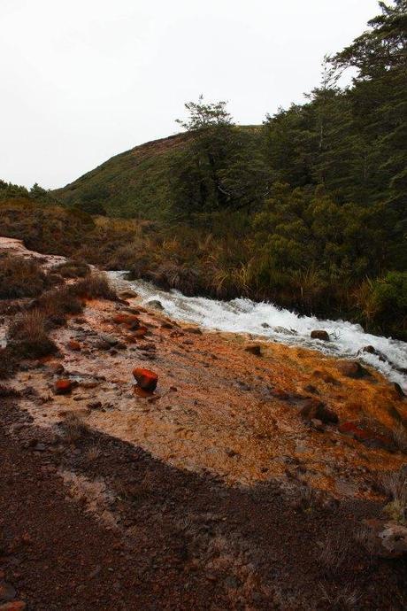 Nouvelle Zélande - Tongariri national parc - Les lubies de louise (9 sur 25)
