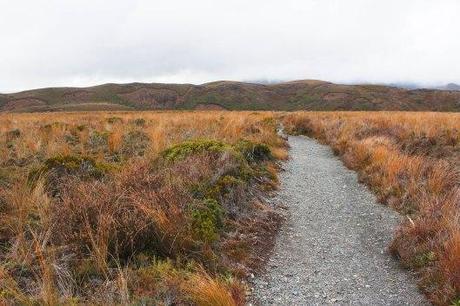 Nouvelle Zélande - Tongariri national parc - Les lubies de louise (18 sur 25)