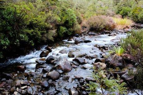 Nouvelle Zélande - Tongariri national parc - Les lubies de louise (6 sur 25)