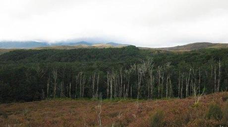 Nouvelle Zélande - Tongariri national parc - Les lubies de louise (15 sur 25)