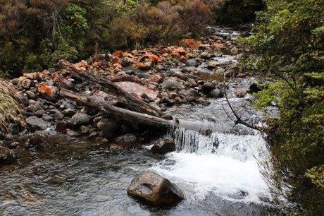 Nouvelle Zélande - Tongariri national parc - Les lubies de louise (7 sur 25)