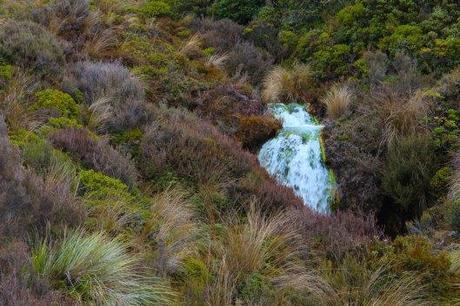Nouvelle Zélande - Tongariri national parc - Les lubies de louise (12 sur 25)