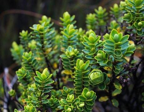Nouvelle Zélande - Tongariri national parc - Les lubies de louise (5 sur 25)