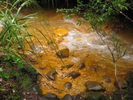 Nouvelle Zélande - Tongariri national parc - Les lubies de louise (4 sur 25)