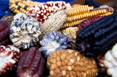 On mangeait du maïs au Pérou, il y a 5000 ans