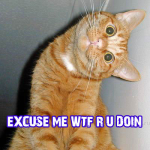cat_wtf-12880