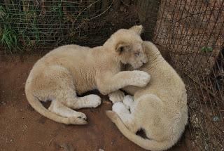 L'assassin royal. La secte maudite