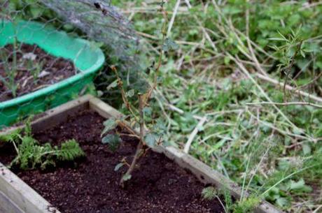 1 fremontodendron 20 avril 2013.jpg