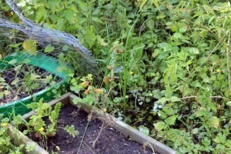 2 fremontodendron romi 5 juin 2013 033.jpg