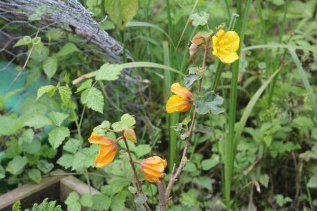 4 fremontodendron romi 12 juin 2013 014.jpg