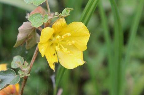 5 fremontodendron romi 12 juin 2013 015.jpg