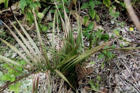 butia romi 12 juin 2013 018.jpg