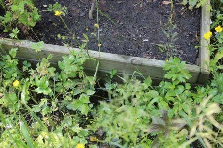 3 fremontodendron romi 5 juin 2013 035.jpg