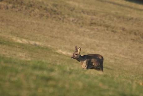 Chevrette observée un soir de printemps près de Couvet