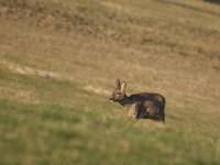 Chevrette observée un soir de printemps près de Couvet…