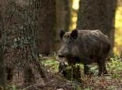 C’est petit matin dans réserve Creux-du-Van qu’a lieu rencontre attendue longue date avec sanglier. Elle débuta lourd avançant branchages forêt, elle dura quelques secondes, temps réaliser ce...
