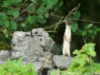 Pour mieux observer les environs, l’hermine se dresse comme un « I » sur ses pattes arrières…