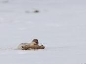 Malgré joueuse, l’hermine redoutable chasseuse n’hésite traquer rongeurs plus profond leurs galeries pour d’accorder repas. Cette hermine pleine printanière fait mouche lors chasse, s’accorde que...