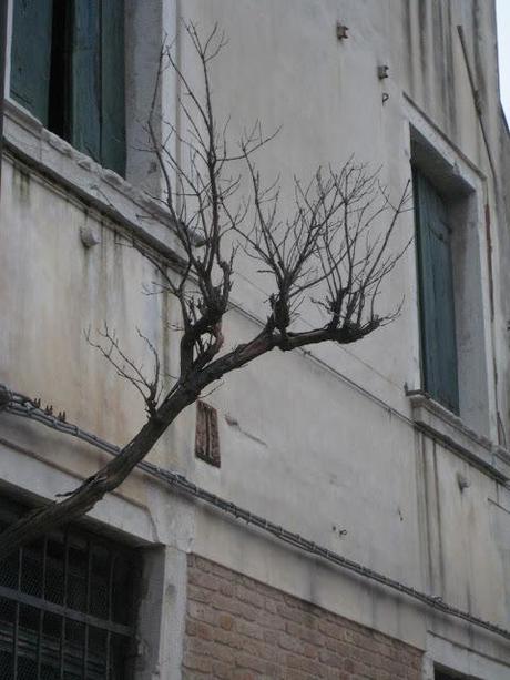 L'arbre de la Liberté