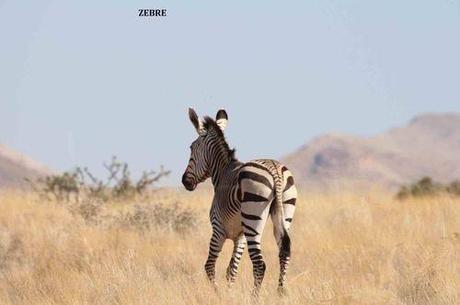 ZEBRE