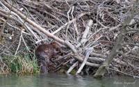 Castor sur une berge de l'Areuse