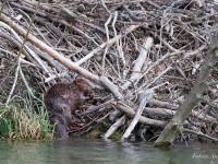 Castor rongeant une écorce sur sa hutte du bord du Lac de Neuchâtel…