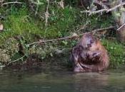 Castor incisives colorées gratte bord l’eau…