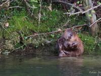 Castor aux incisives colorées qui se gratte au bord de l’eau…
