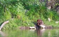 Castor en séance de toilettage quelque part au bord du Lac de Neuchâtel...