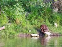 Castor en séance de toilettage quelque part au bord du Lac de Neuchâtel…