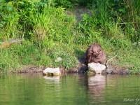 Castor installé sur les berges du Lac de Neuchâtel…