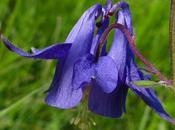 Bleu intense violette, l'Ancolie commune